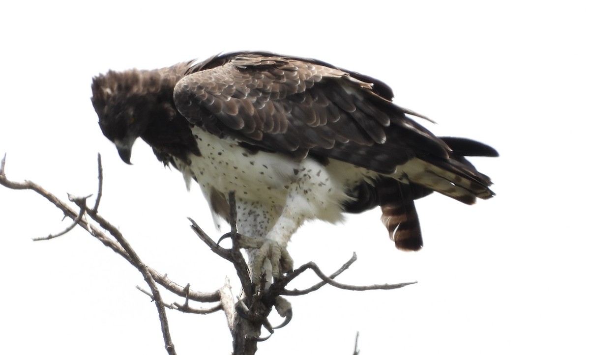 עיט לוחם - ML647302462