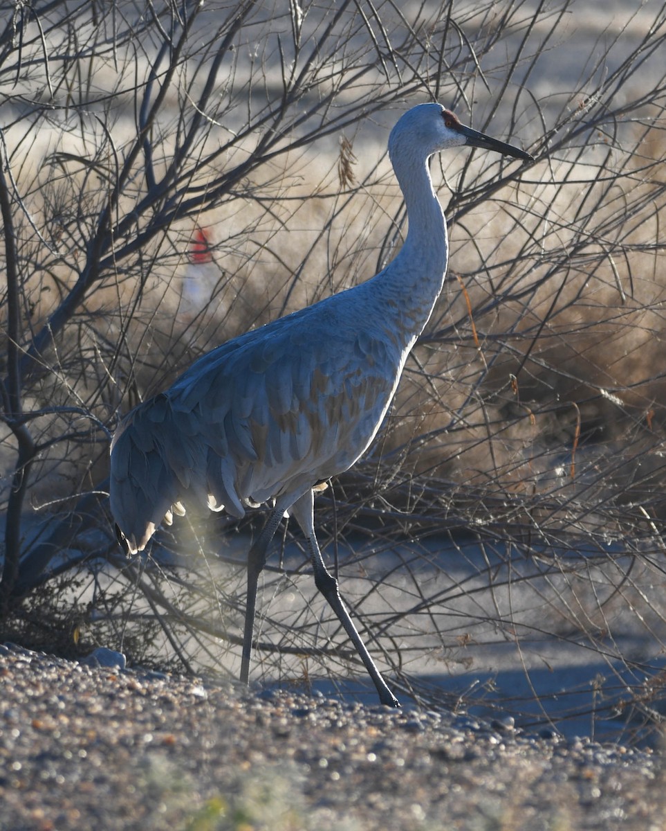 Kanadakranich - ML647302464