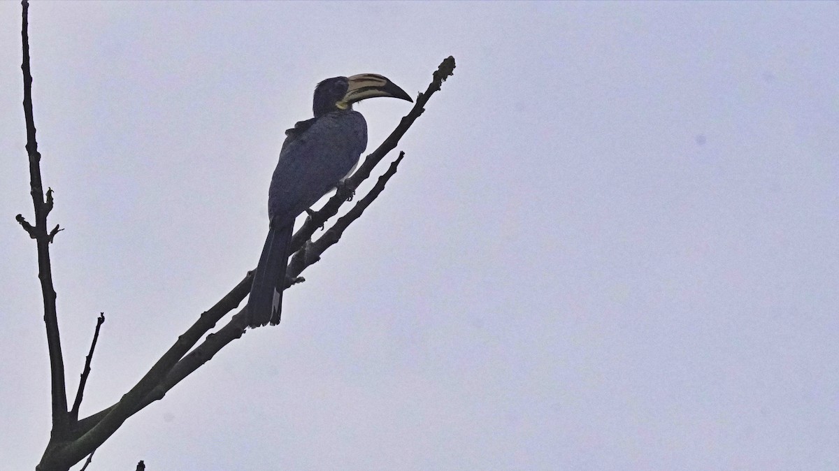 West African Pied Hornbill - ML647302472