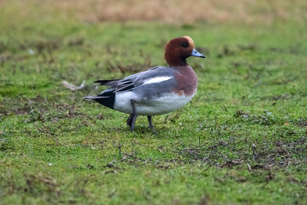 Eurasian Wigeon - ML647302477