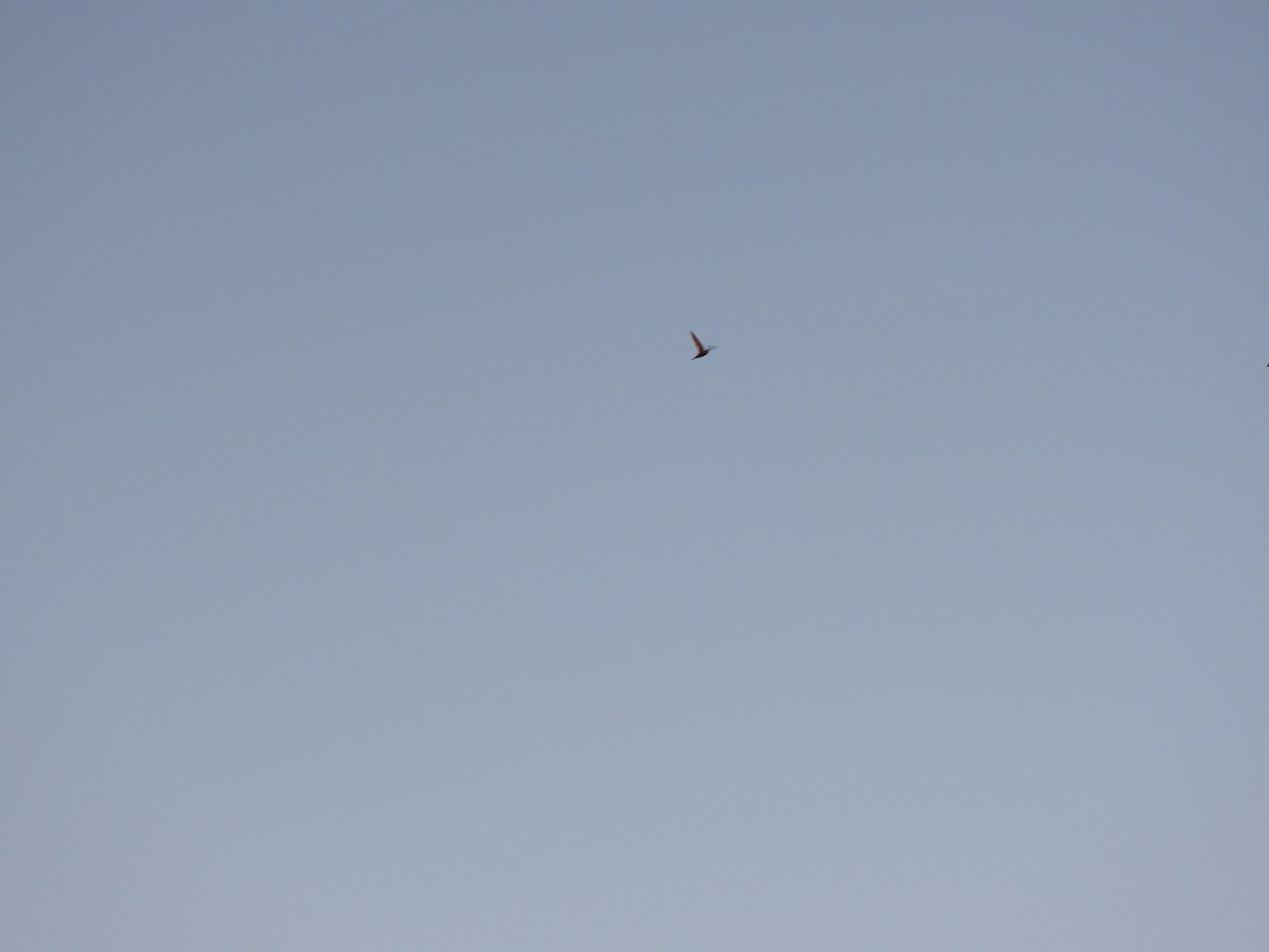 Common Swift - ML647302484