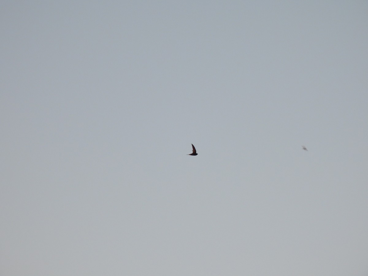 Common Swift - ML647302485