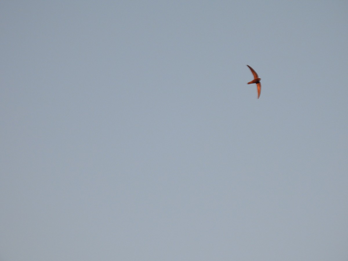 Common Swift - ML647302486