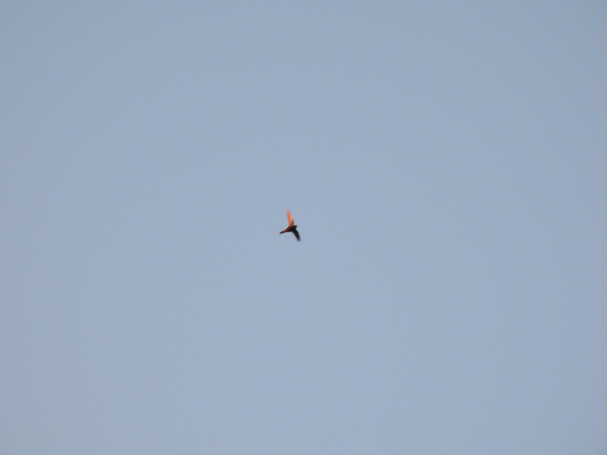 Common Swift - ML647302487