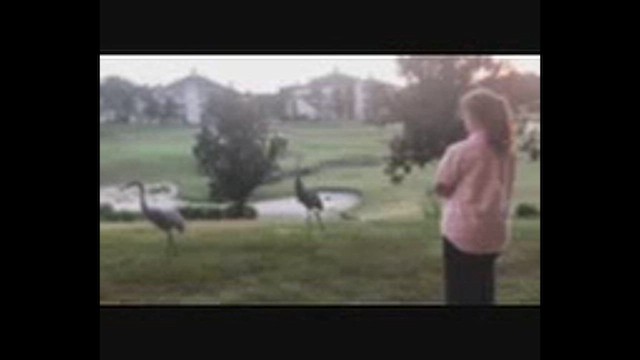 沙丘鶴 - ML647302492