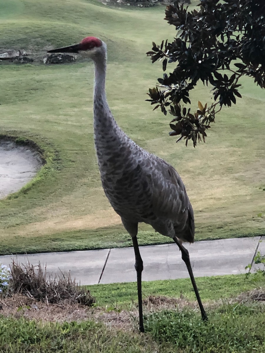 沙丘鶴 - ML647302493