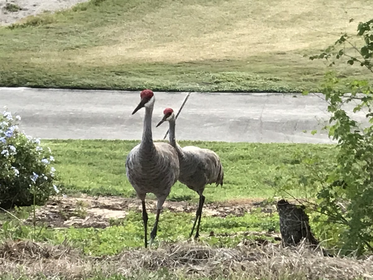 沙丘鶴 - ML647302494