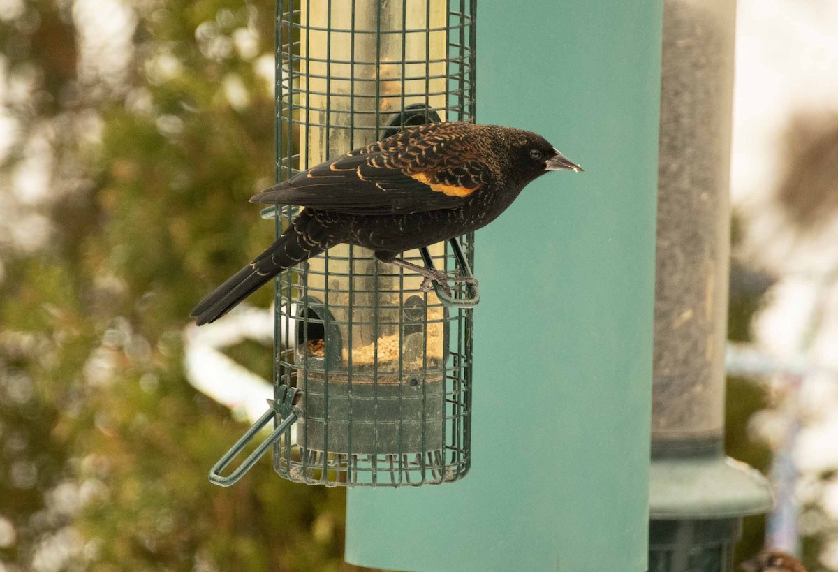 Red-winged Blackbird - ML647302497