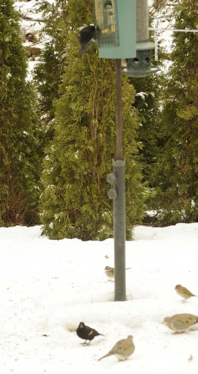 Red-winged Blackbird - ML647302498