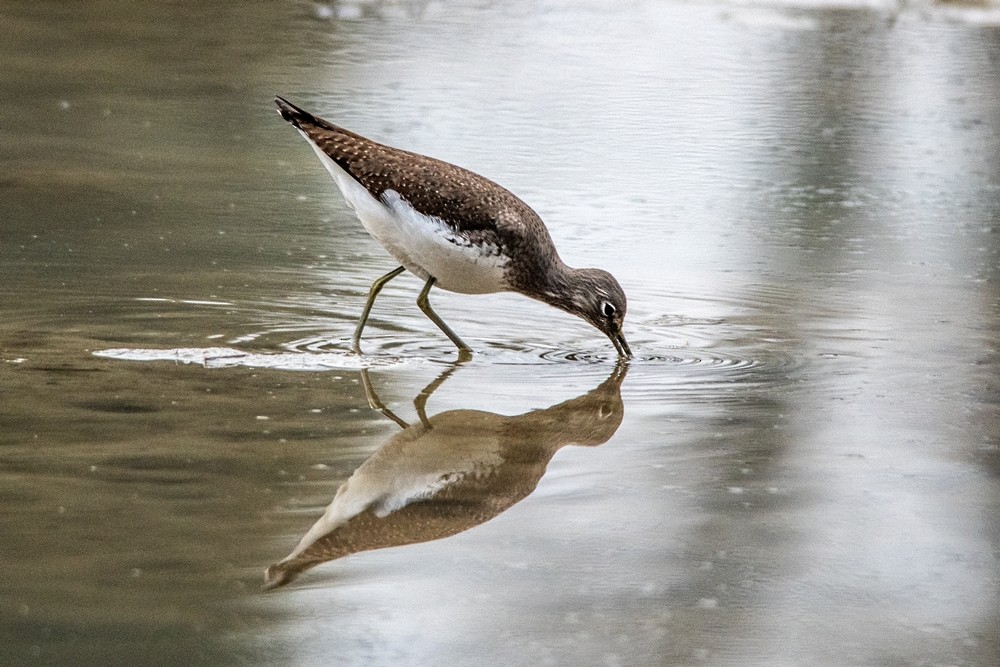 白腰草鷸 - ML647302499