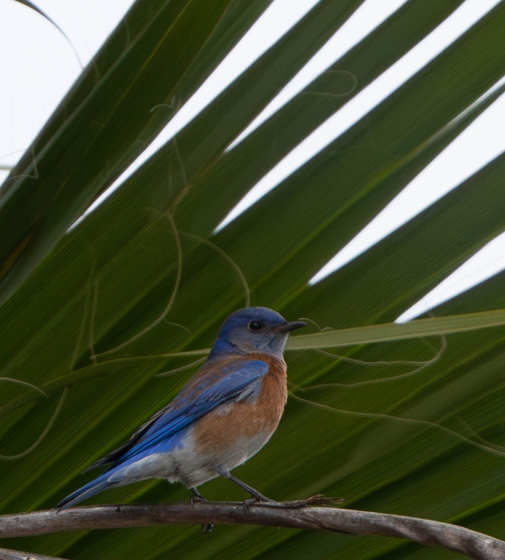Western Bluebird - ML647302500