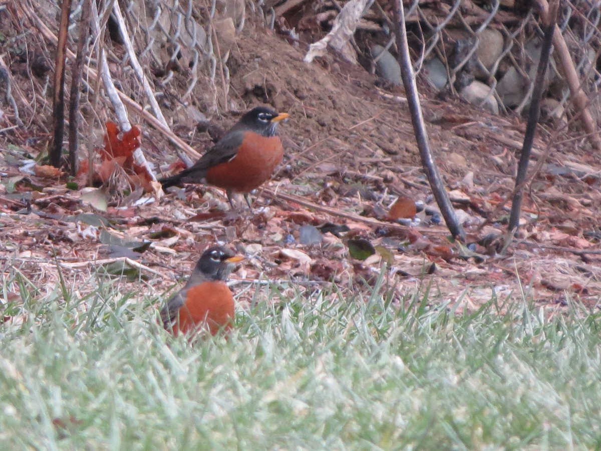 American Robin - ML647302501