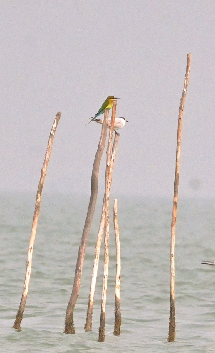 栗喉蜂虎 - ML647302502