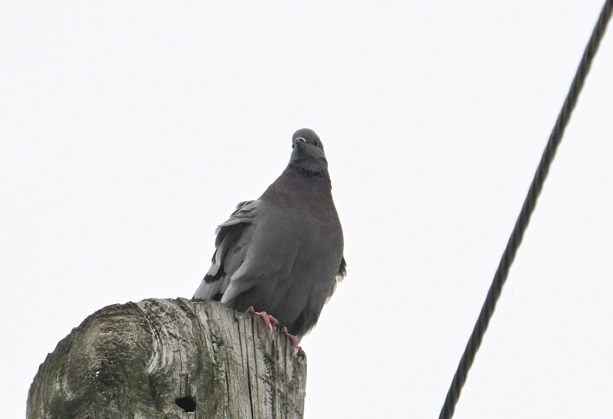 野鴿(野化) - ML647302504