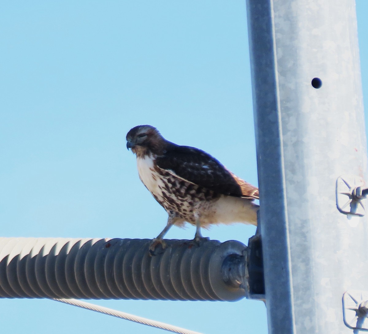 Red-tailed Hawk - ML647302506