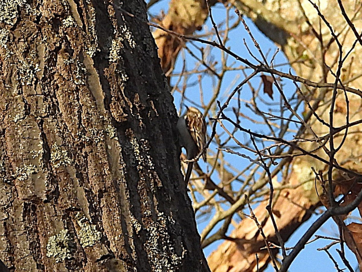 Brown Creeper - ML647302507