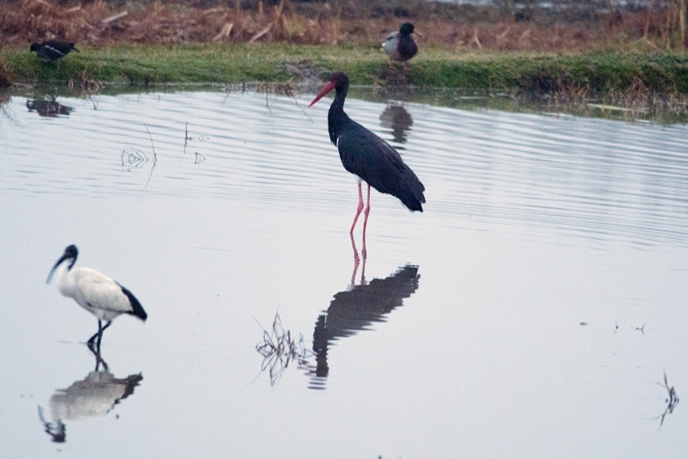 Black Stork - ML647302508