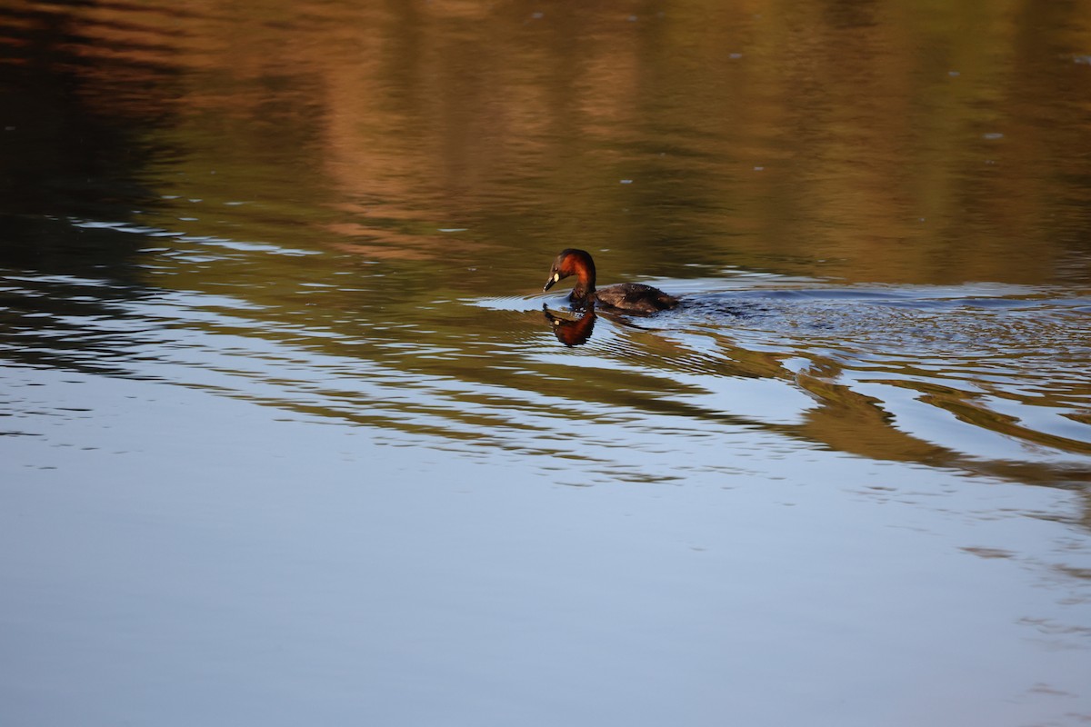 小鸊鷉 - ML647302509