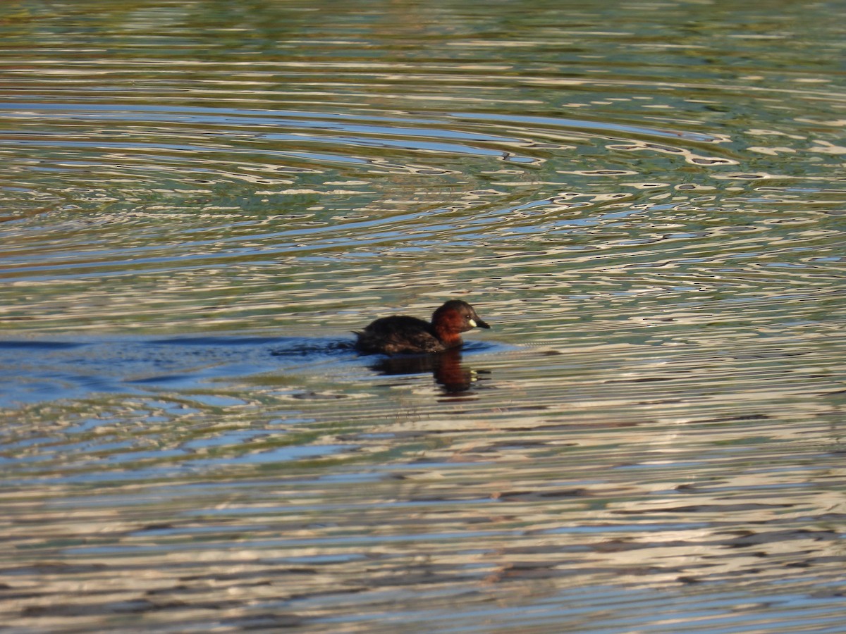 小鸊鷉 - ML647302510