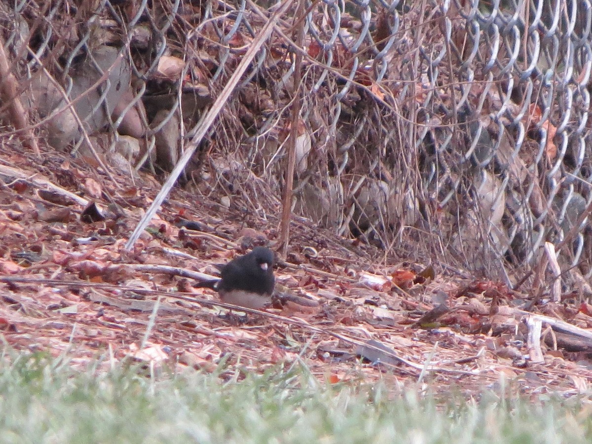 Dark-eyed Junco - ML647302512