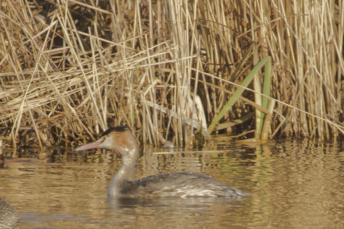 冠鸊鷉 - ML647302513