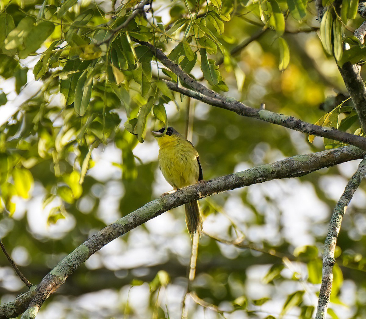 Gray-crowned Yellowthroat - ML647302514