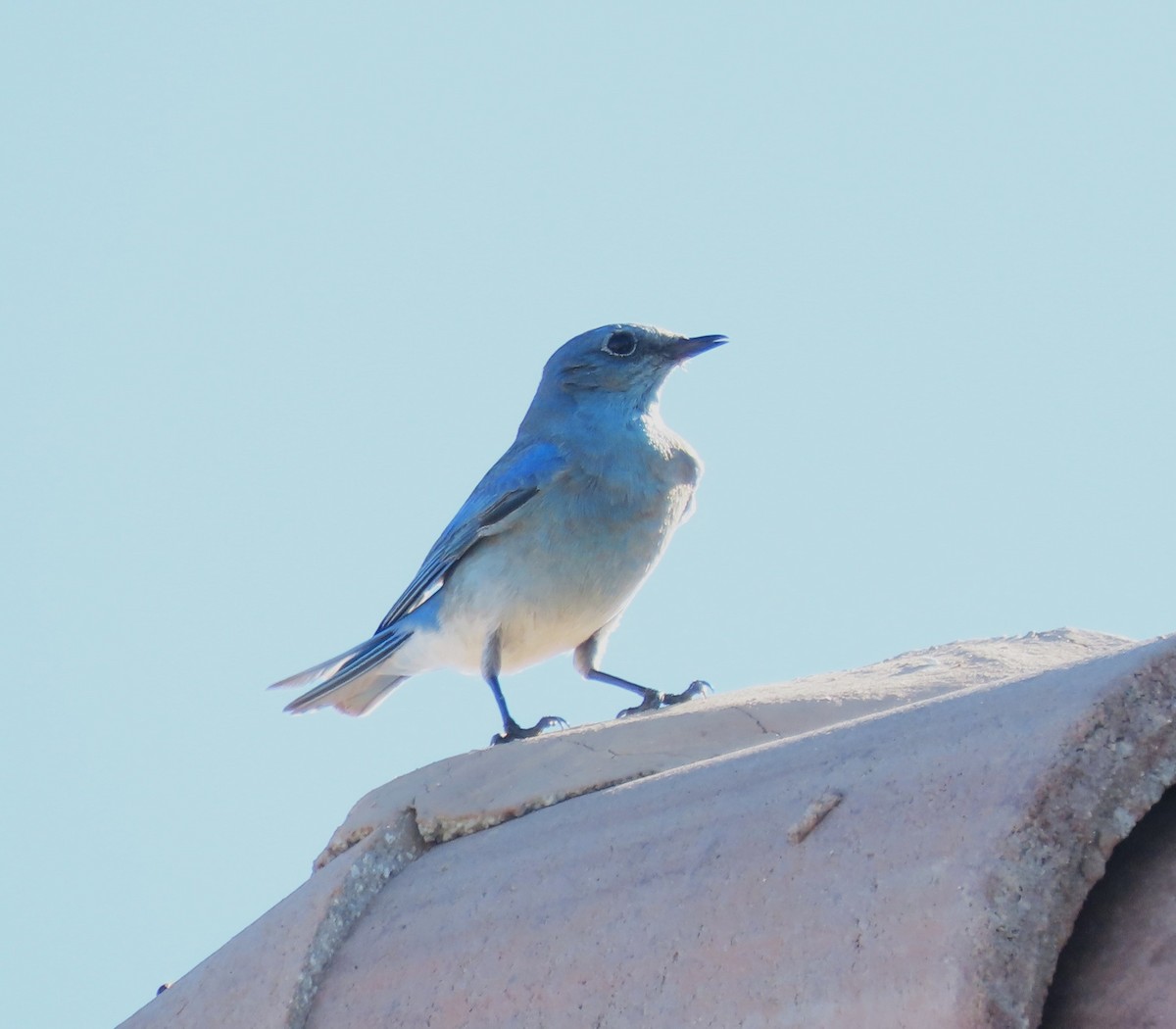 Mountain Bluebird - ML647302515
