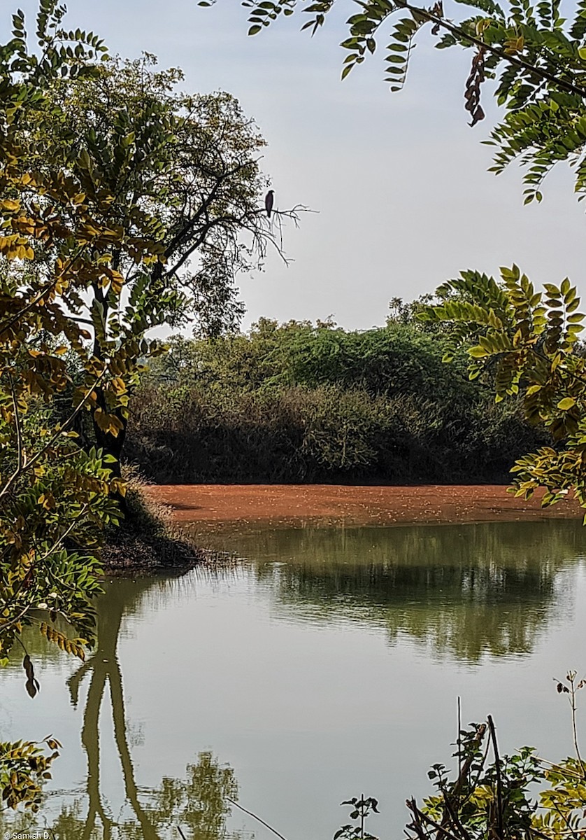 大冠鷲 - ML647302517