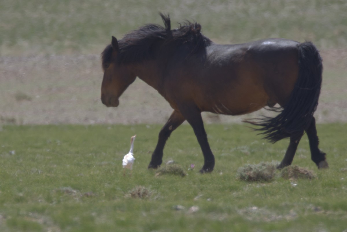 黃頭鷺 - ML647302520