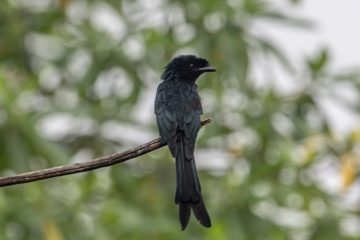 Sri Lanka Drongo - ML647302528