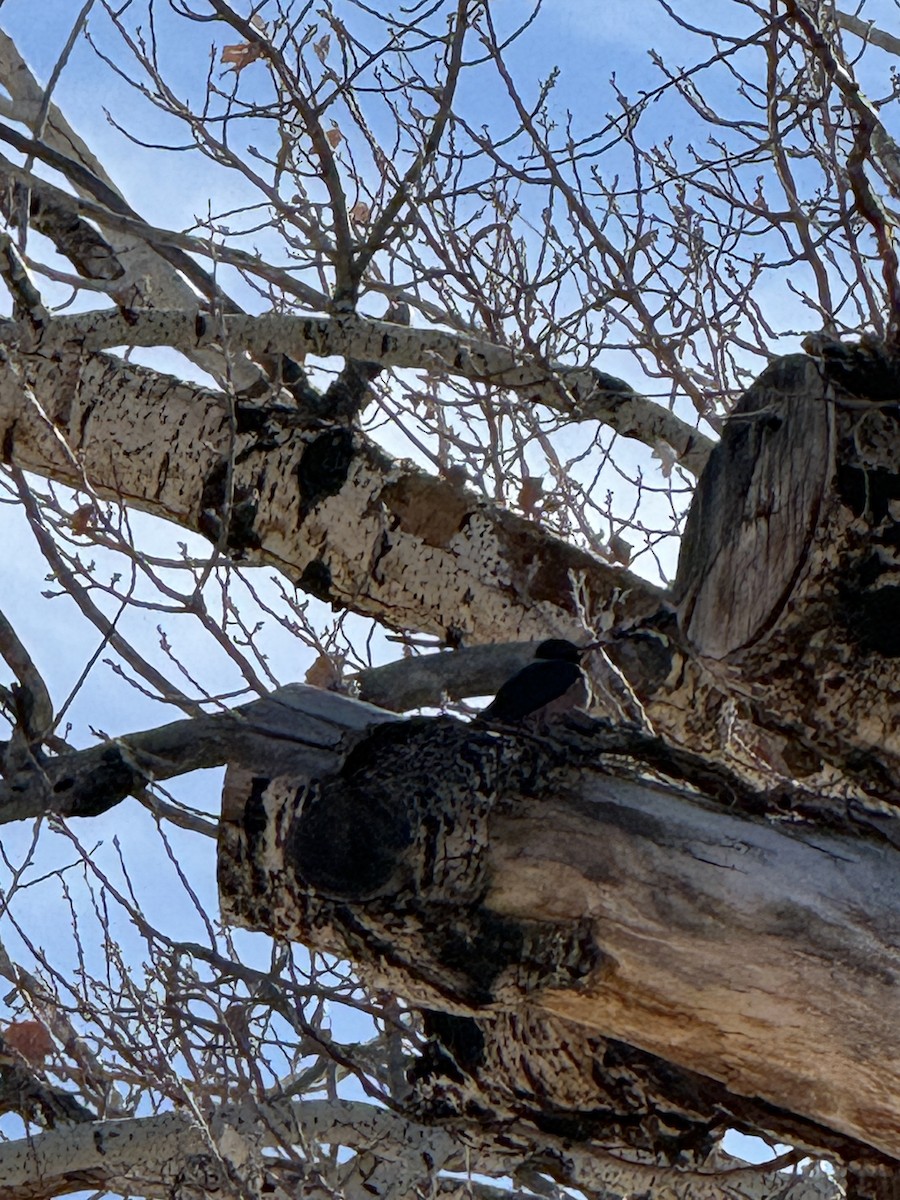 Blutgesichtspecht - ML647302531