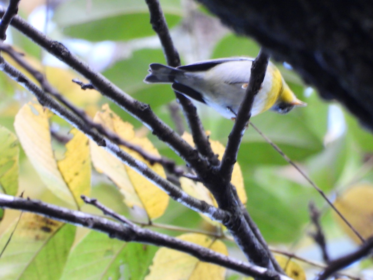 Northern Parula - ML647302534