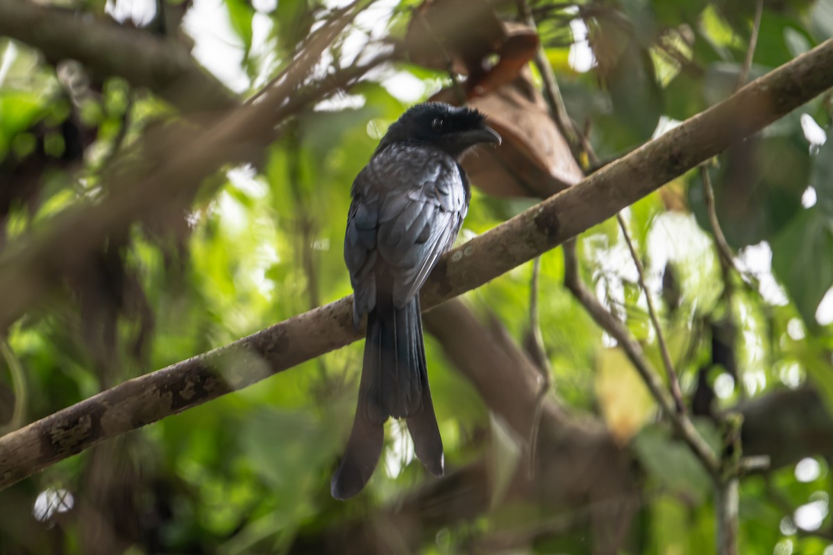 Sri Lanka Drongo - ML647302535