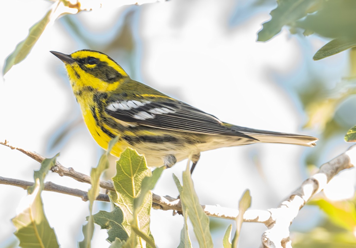 Townsend's Warbler - ML647302537