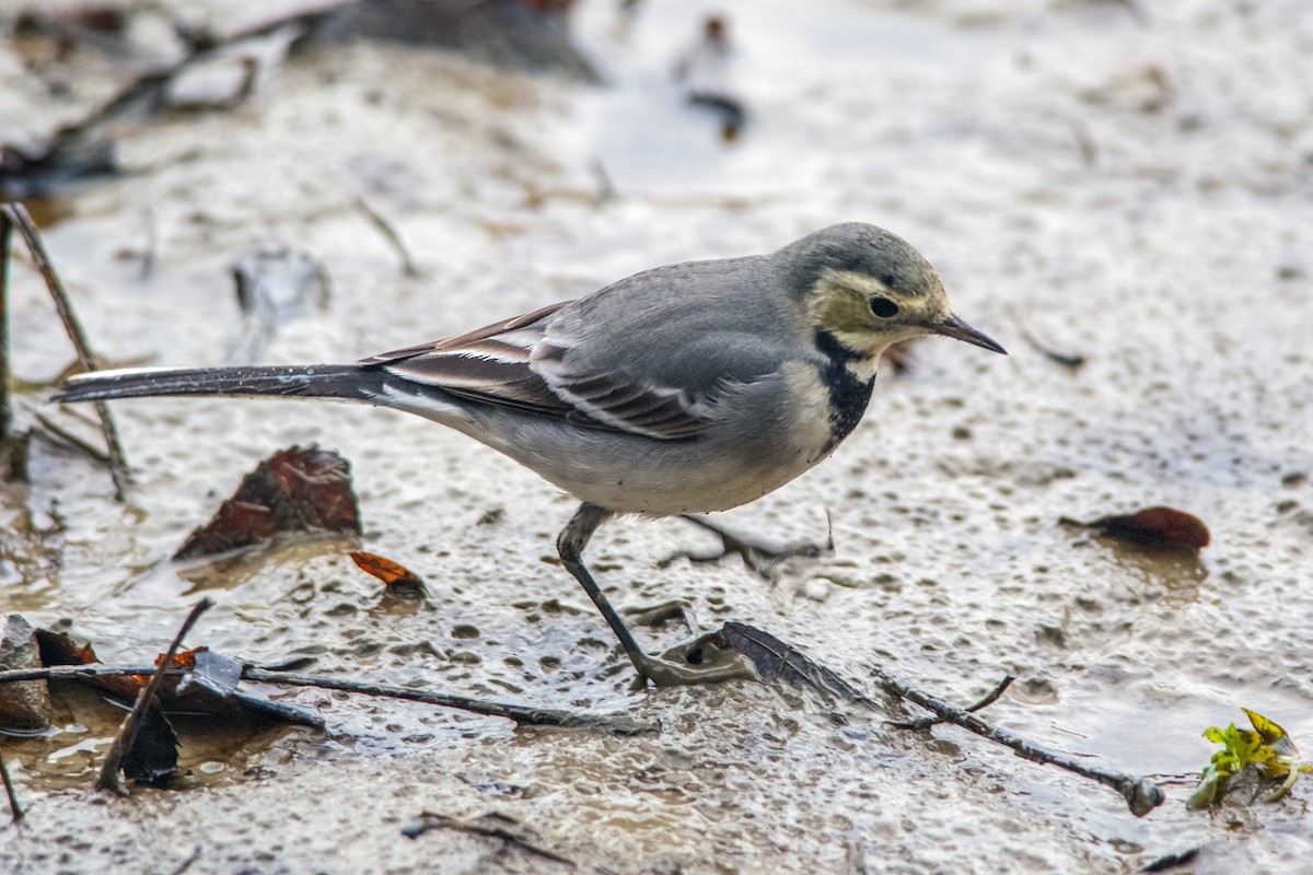 White Wagtail - ML647302541