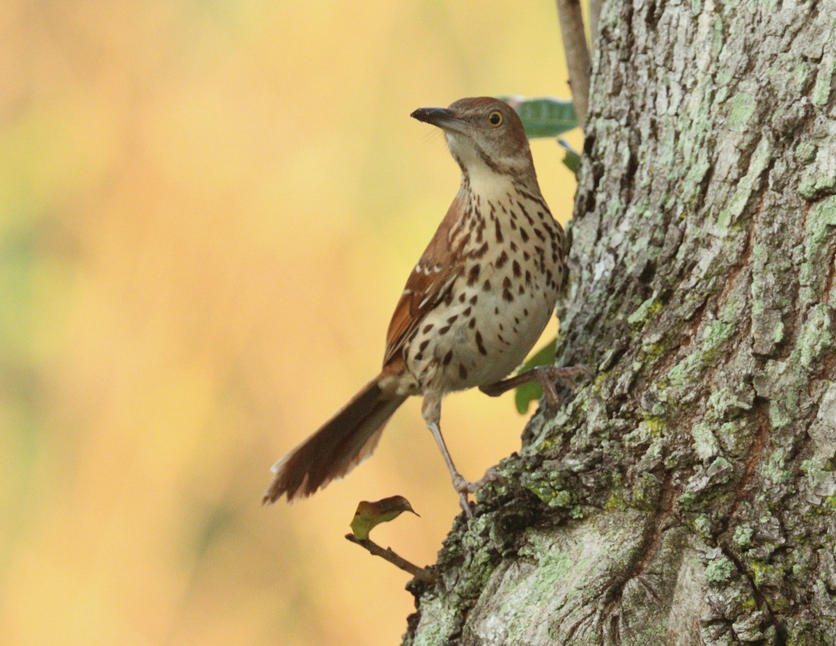 Brown Thrasher - ML647302557