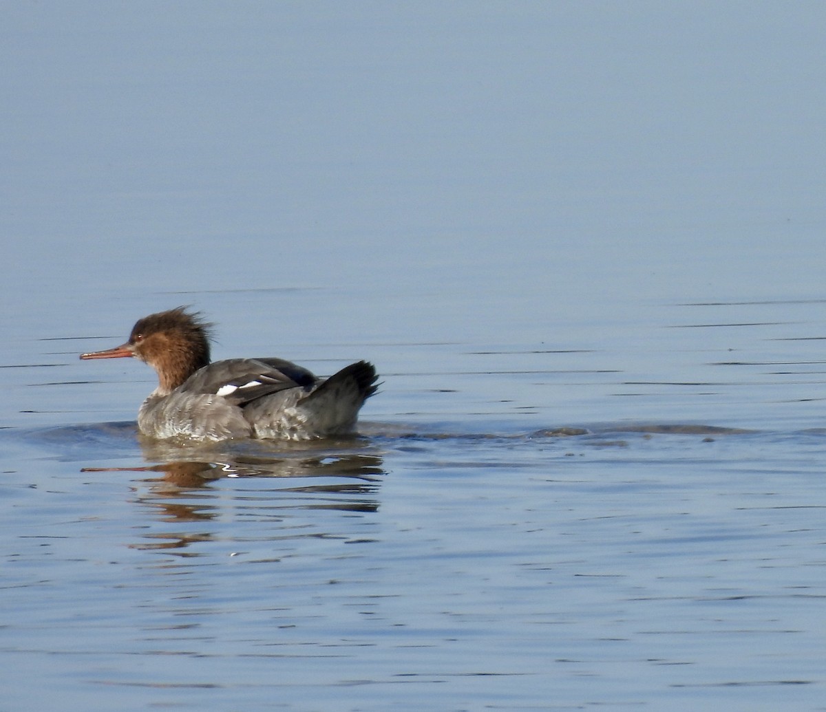 morčák prostřední - ML647302571