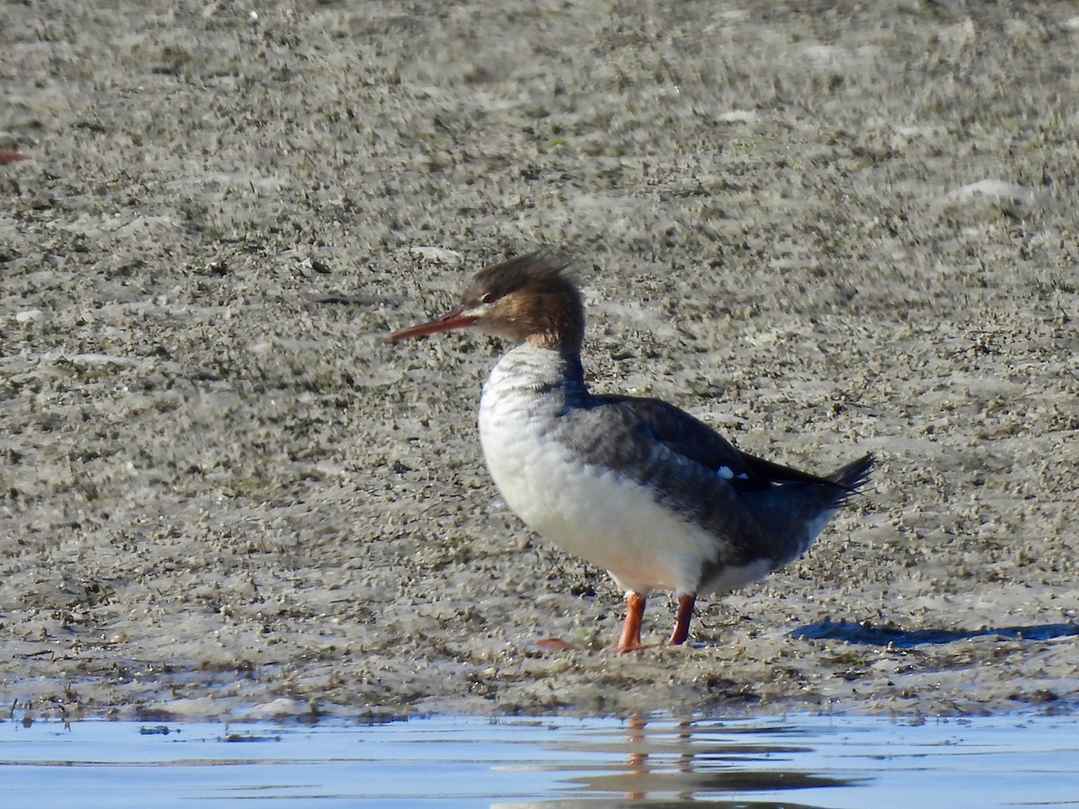 morčák prostřední - ML647302572