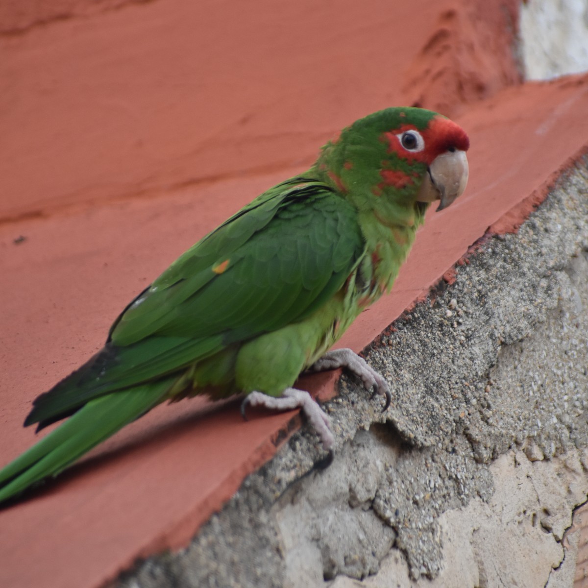 Mitred Parakeet - ML647302575