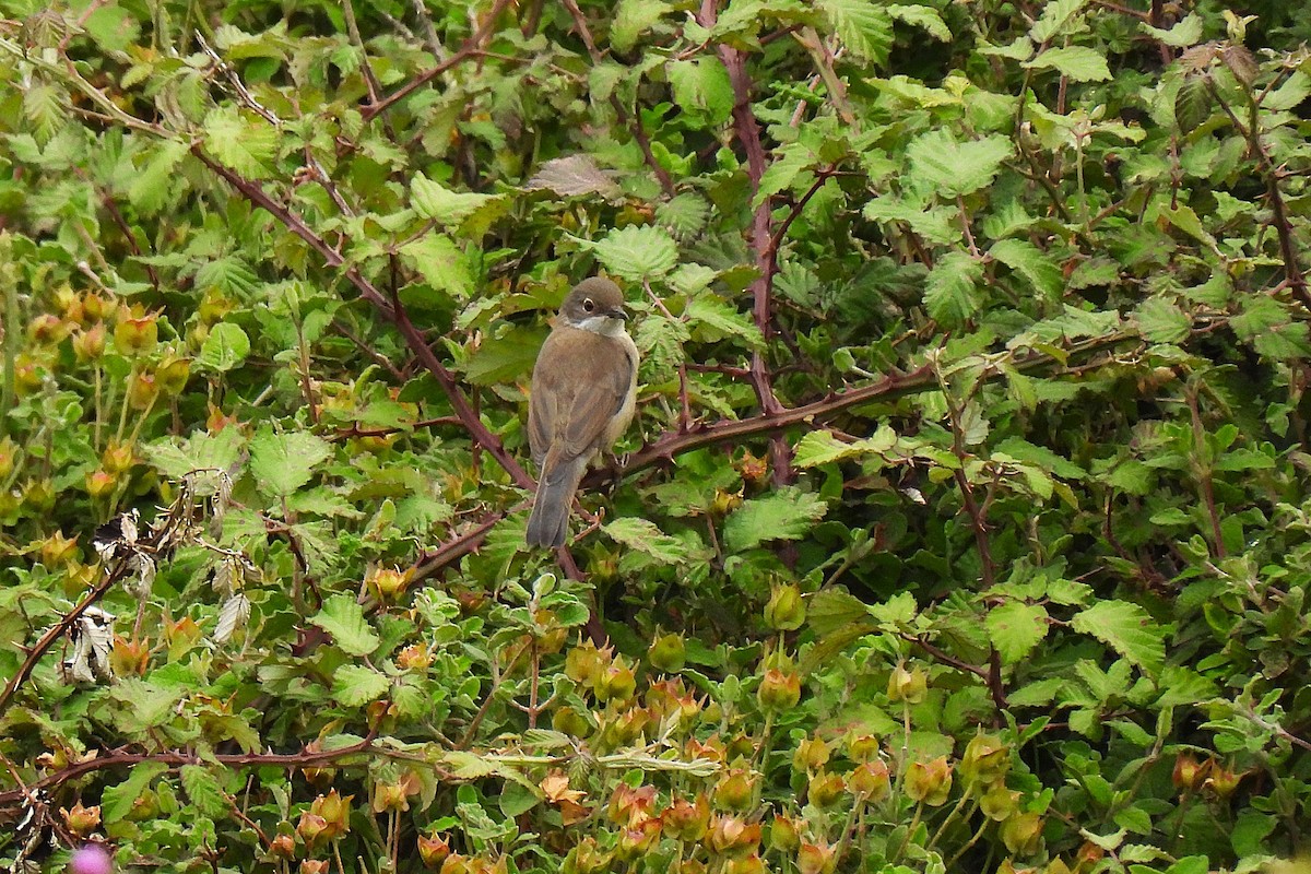 Western Subalpine Warbler - ML647302576