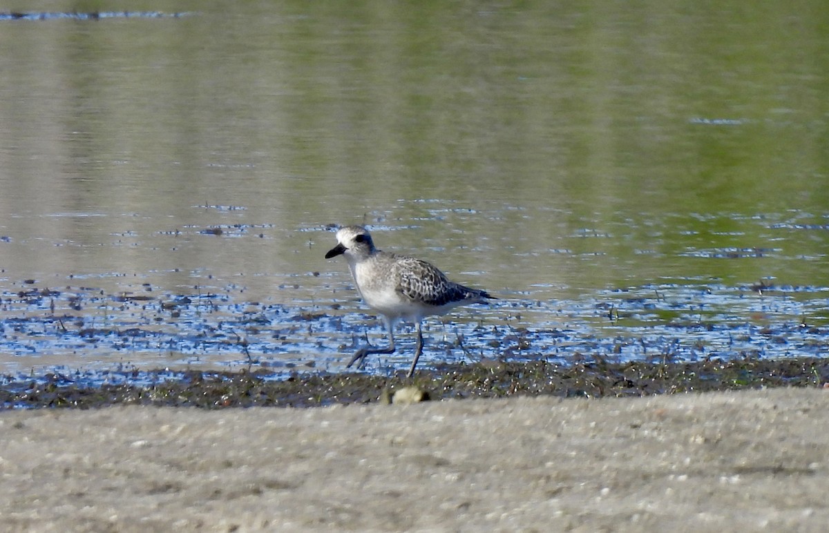 ダイゼン - ML647302580