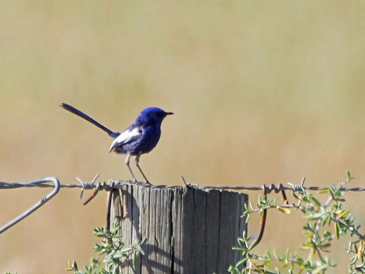 White-winged Fairywren (Blue-and-white) - ML647302583