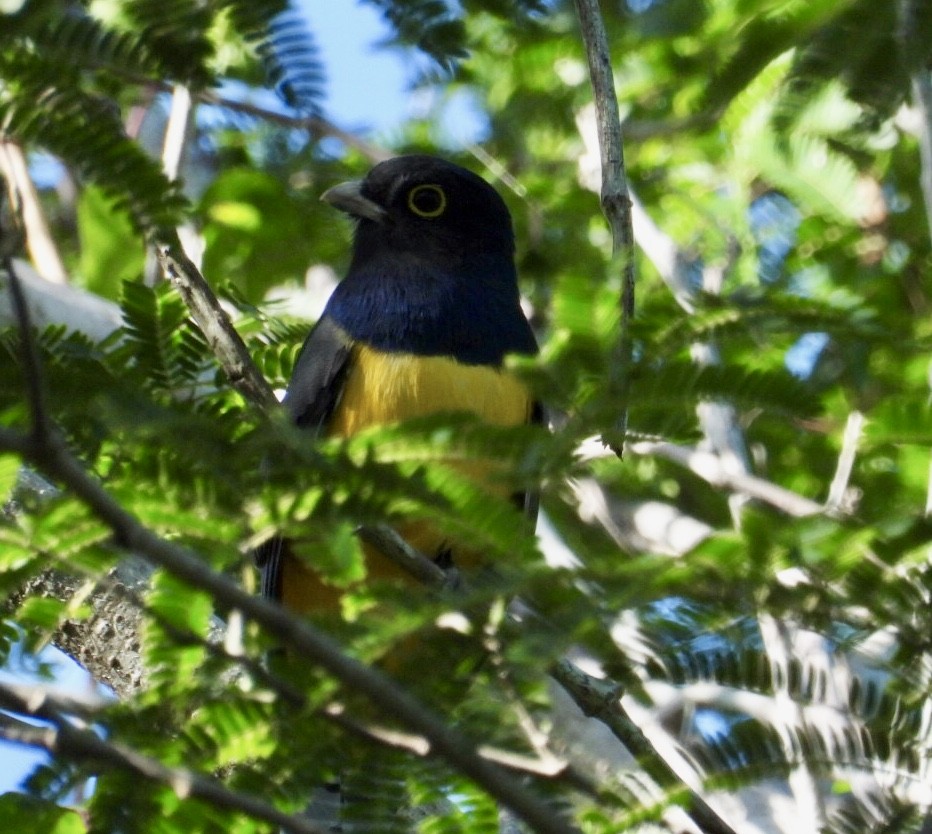 Trogon pattu - ML647302587