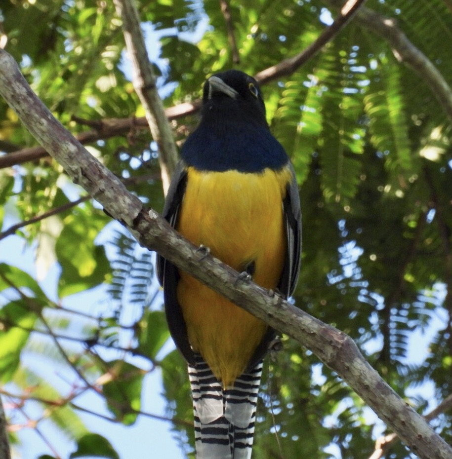 Trogon pattu - ML647302588