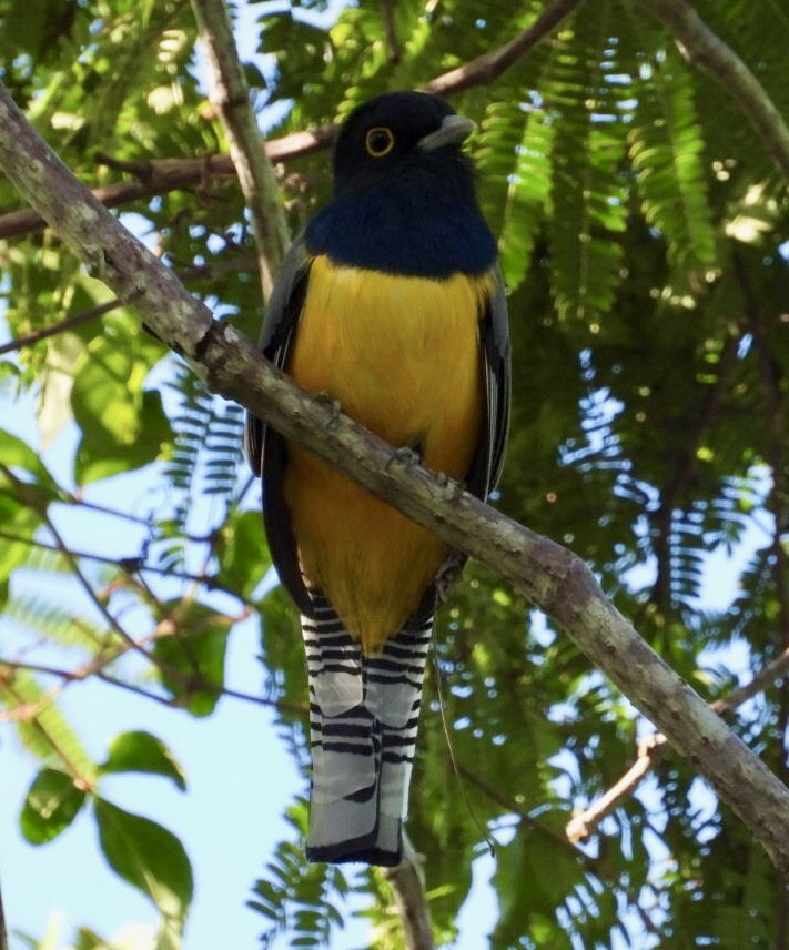 Trogon pattu - ML647302589