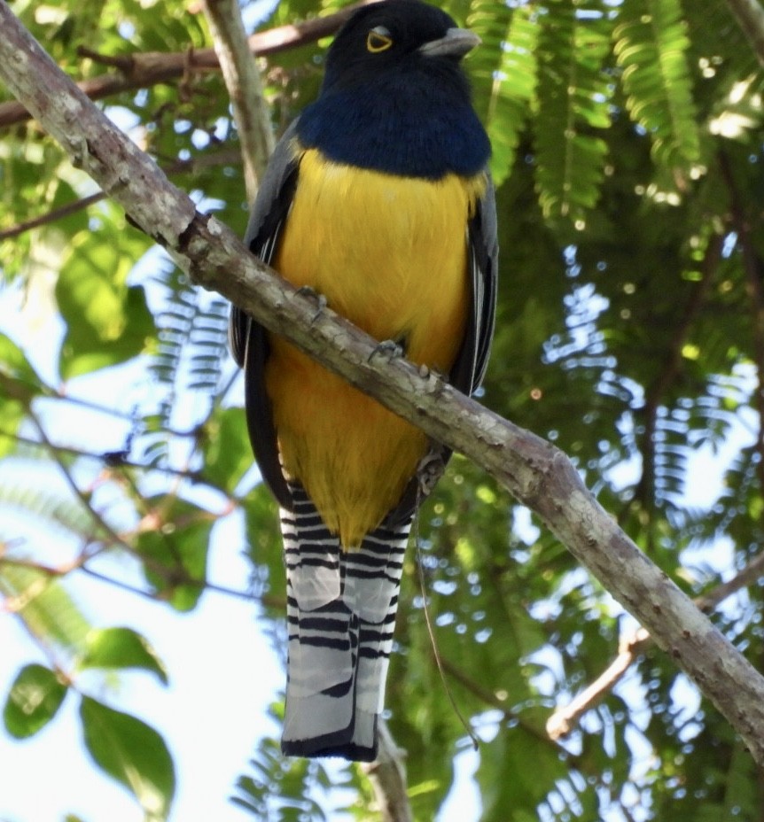 Trogon pattu - ML647302590
