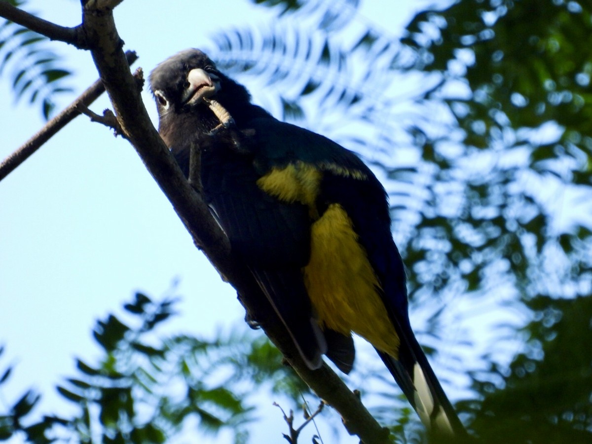 Трогон чорноволий - ML647302617