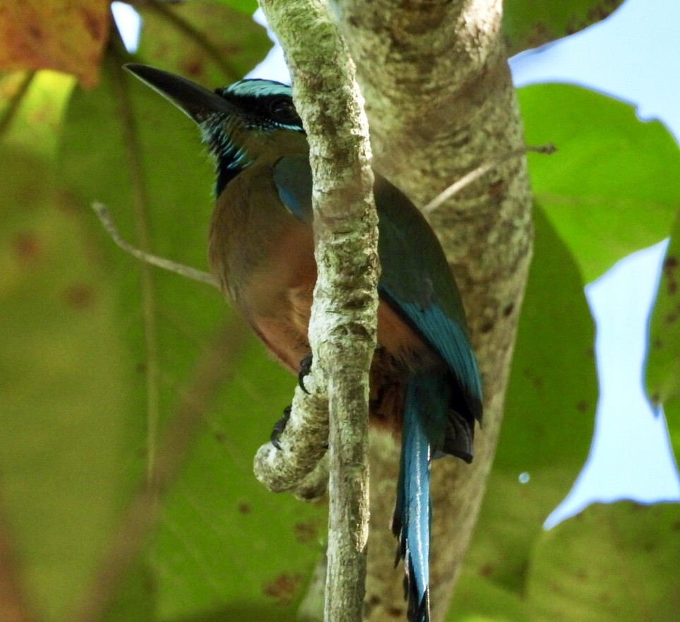 Момот рудочеревий - ML647302640