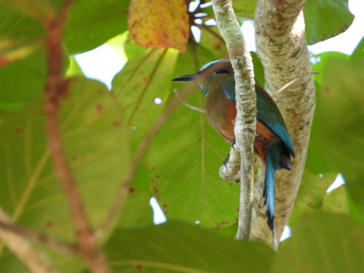 Момот рудочеревий - ML647302641