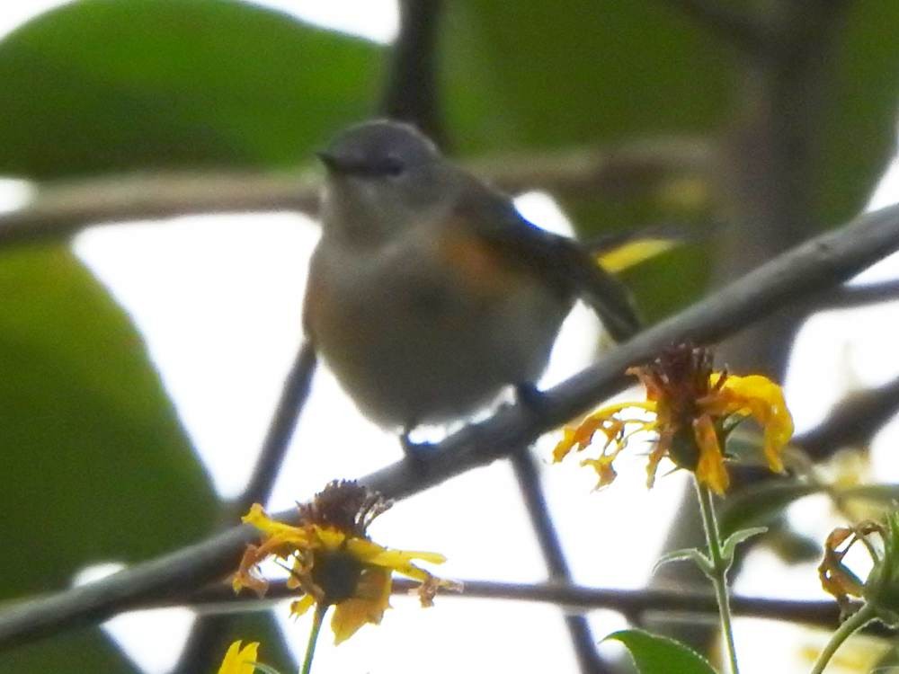 סבכון חכלילי - ML647302644